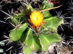 Foto Toataimed Ferocactus kõrbes kaktus , kollane