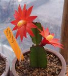 снимка Интериорни растения Пияници Мечтаят лесен кактус (Hatiora), червен