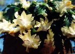 fotografie Pokojové rostliny Vánoční Kaktus (Schlumbergera), žlutý