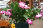 Photo House Plants Christmas Cactus (Schlumbergera), pink