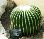 fotografie Plante de Apartament Vulturi Cu Gheare desert cactus (Echinocactus), alb