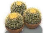 fotografie Plante de Apartament Vulturi Cu Gheare desert cactus (Echinocactus), alb