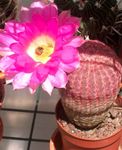 φωτογραφία Εσωτερικά φυτά Σκαντζόχοιρος Κάκτος, Δαντέλες Κάκτος, Κάκτος Ουράνιο Τόξο κάκτος της ερήμου (Echinocereus), ροζ