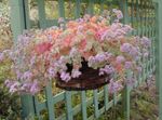 照 室内植物 景天 肉质 (Sedum), 粉红色