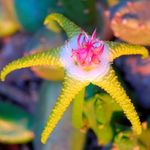 foto Aas Plant, Zeester Bloem, Zeester Cactus sappig (Stapelia), geel