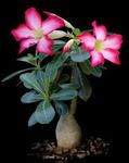 φωτογραφία Εσωτερικά φυτά Τριαντάφυλλο Της Ερήμου παχύφυτα (Adenium), ροζ