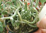 Foto Topfpflanzen Anacampseros sukkulenten , weiß