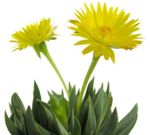 fotografie Vnútorné Rastliny Bergeranthus Schwant sukulenty , žltá