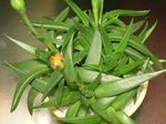 照 室内植物 Bergeranthus Schwant 肉质 , 黄