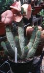 фотографија Затворене Биљке Хоодиа пустињски кактус (Hoodia), розе