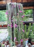 φωτογραφία Εσωτερικά φυτά Αρουραίος Κάκτος Ουρά (Aporocactus), ροζ