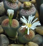 φωτογραφία Εσωτερικά φυτά Βότσαλο Φυτά, Που Ζουν Πέτρα παχύφυτα (Lithops), λευκό