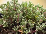 Photo House Plants Oscularia succulent , lilac