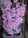 照 室内植物 Oscularia 肉质 , 紫丁香