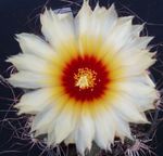 Bilde Stueplanter Astrophytum ørken kaktus , hvit