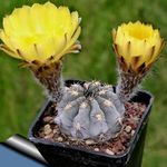 Photo House Plants Acanthocalycium desert cactus , yellow