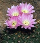 fotografie Pokojové rostliny Acanthocalycium pouštní kaktus , růžový