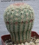 снимка Интериорни растения Acanthocalycium пустинен кактус , бял