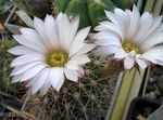 Nuotrauka Kambariniai Augalai Acanthocalycium dykuma kaktusas , baltas