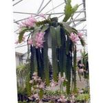 Foto Unutarnja Biljka Sunce Kaktus (Heliocereus), ružičasta