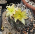 foto Le piante domestiche Copiapoa il cactus desertico , giallo