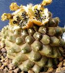 Фото Домашні Рослини Копіапоа пустельний кактус (Copiapoa), жовтий
