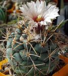 fotografija Sobne rastline Coryphantha puščavski kaktus , bela
