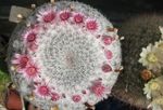 Photo des plantes en pot Vieux Cactus Dame, Mammillaria , rose