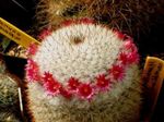 фотографија Затворене Биљке Старица Кактус, Маммиллариа пустињски кактус (Mammillaria), црвено