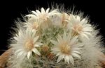 Vechi Doamnă Cactus, Mammillaria