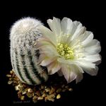 fotografija Sobne rastline Storžev Kaktus (Lobivia), bela