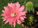 fénykép Szobanövények Csutka Kaktusz (Lobivia), rózsaszín