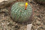 Nuotrauka Kambariniai Augalai Matucana dykuma kaktusas , geltonas
