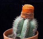 φωτογραφία Εσωτερικά φυτά Τούρκοι Κεφάλι Κάκτος κάκτος της ερήμου (Melocactus), ροζ