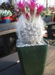 foto Le piante domestiche Neoporteria il cactus desertico , rosa