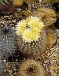foto Le piante domestiche Neoporteria il cactus desertico , giallo