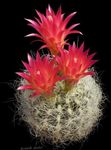 foto Le piante domestiche Neoporteria il cactus desertico , rosso