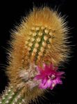 fotografie Vnútorné Rastliny Oreocereus pustý kaktus , ružová