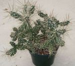 fotografija Sobne rastline Tephrocactus puščavski kaktus , bela