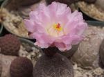fotografija Sobne rastline Tephrocactus puščavski kaktus , roza