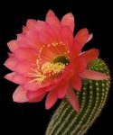 Фото Домашние Растения Трихоцереус кактус пустынный (Trichocereus), красный