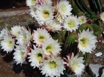 снимка Интериорни растения Trichocereus пустинен кактус , бял