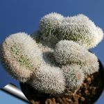 Foto Unutarnja Biljka Haageocereus pustinjski kaktus , ružičasta