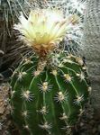 foto As Plantas da Casa Hamatocactus cacto do deserto , amarelo