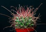 fotografija Sobne rastline Hamatocactus puščavski kaktus , rumena