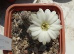 fotografija Sobne rastline Arašidovo Kaktus (Chamaecereus), bela