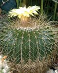 fotografie Vnútorné Rastliny Eriocactus pustý kaktus , biely