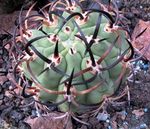 фотографија Затворене Биљке Ериосице пустињски кактус (Eriosyce), розе