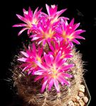 Foto Topfpflanzen Eriosyce wüstenkaktus , rosa