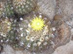 фотографија Затворене Биљке Ериосице пустињски кактус (Eriosyce), жут